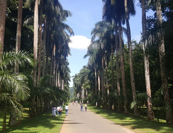 Kandy Botanical Gardens
