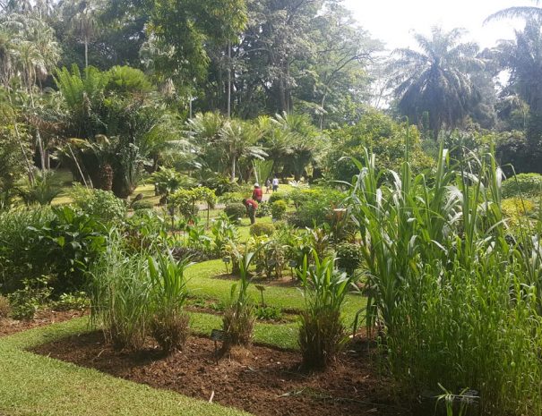 Kandy Botanical Gardens