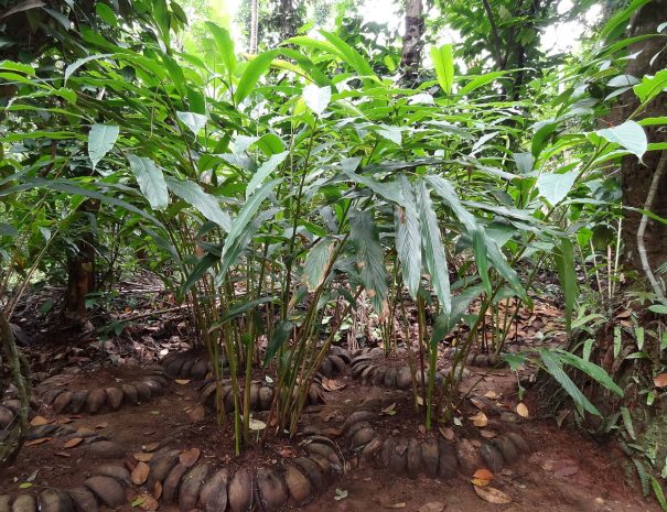 Spice Plantation