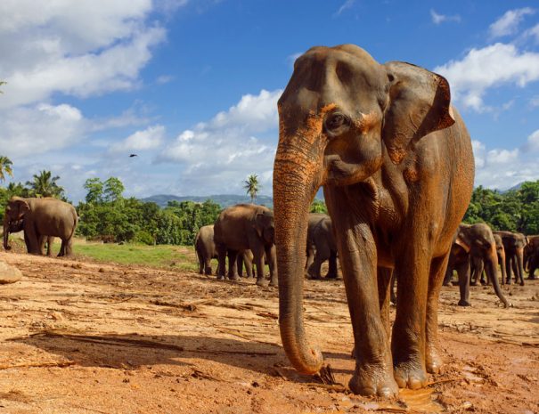 Sri-Lankan-elephants
