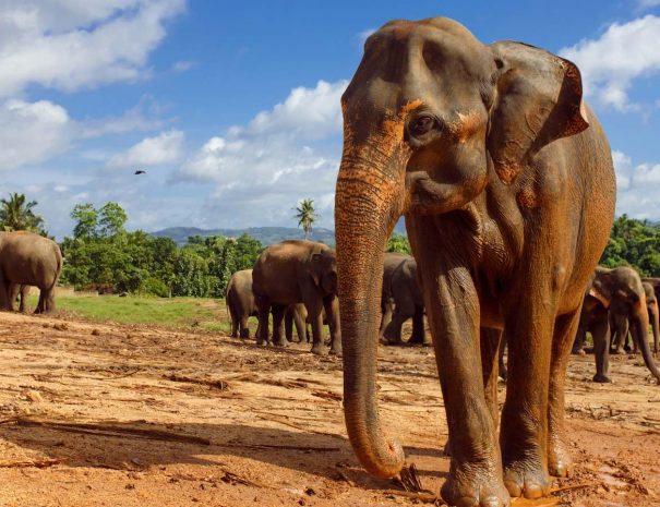 Minneriya National Park