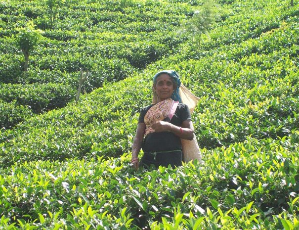 Tea Plantations Talawakelle