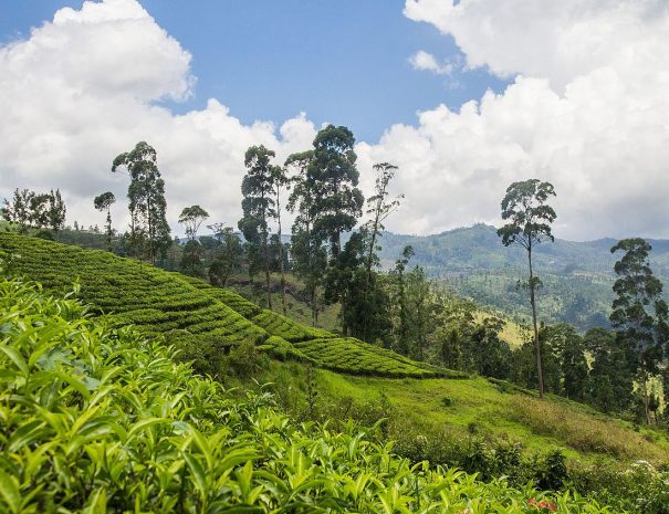 Tea Plantations Talawakelle