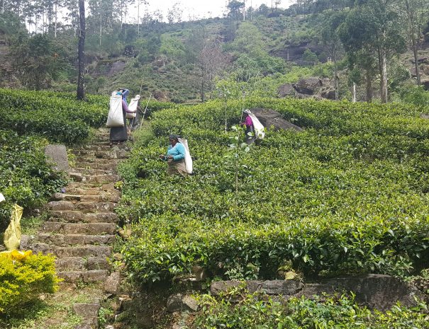 Nuwara Eilya