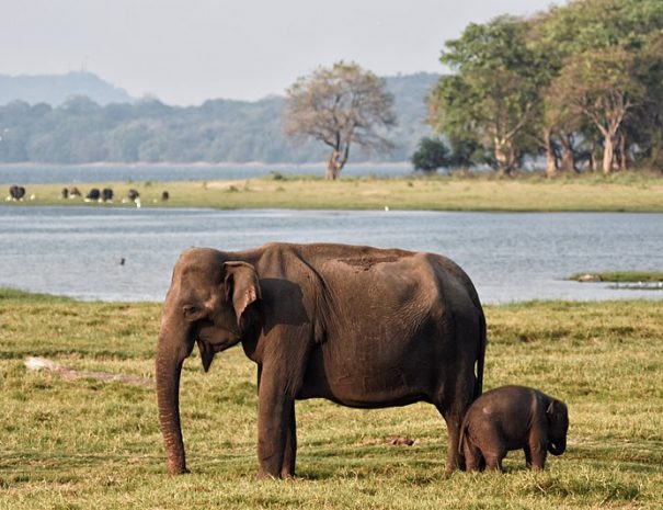 Minneriya National Park