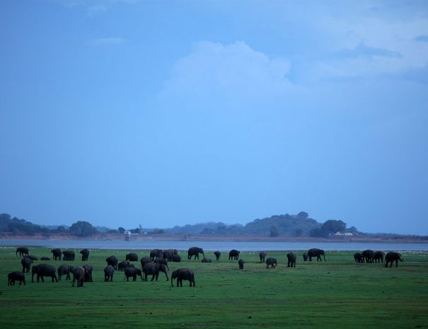 Minneriya National Park