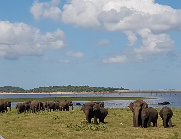 Kaudulla National Park