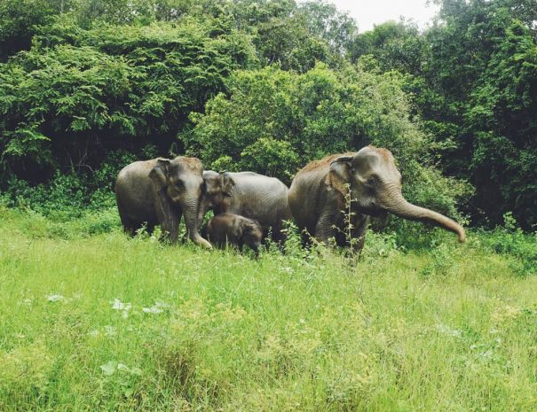 Kaudulla National Park