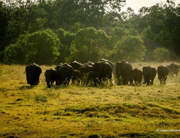 Minneriya National Park