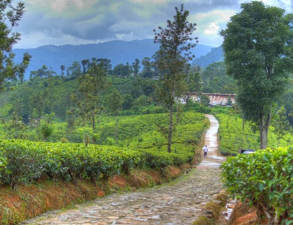 Nuwara Eliya