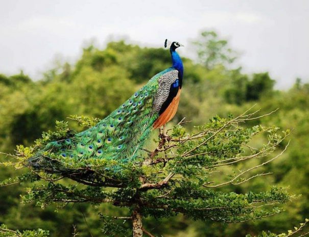 Minneriya National Park