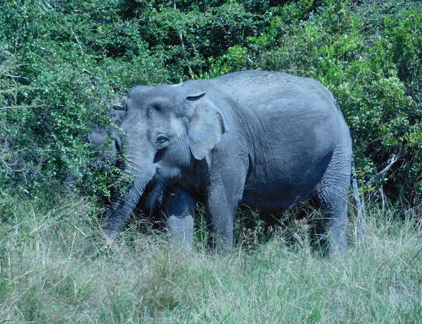 Wilpattu National Park
