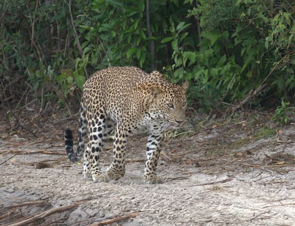 Wilpattu National Park