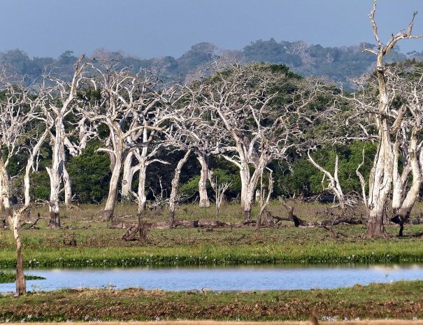 Yala National Park
