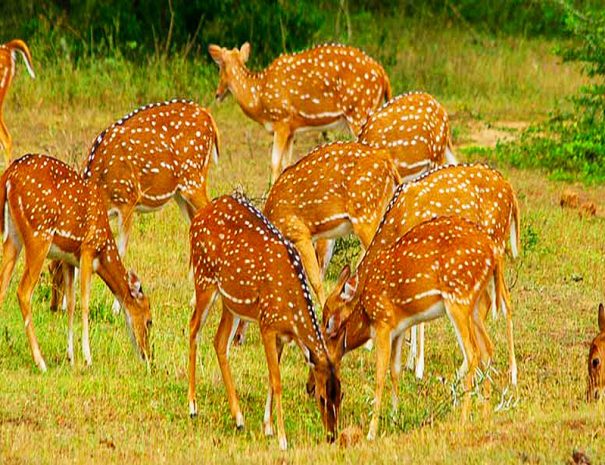 Yala National Park