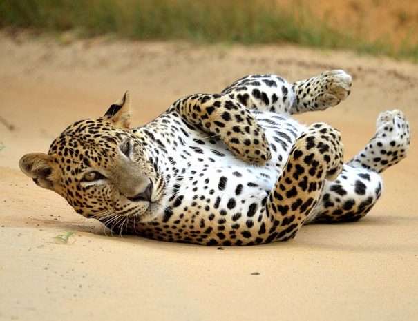 Yala National Park
